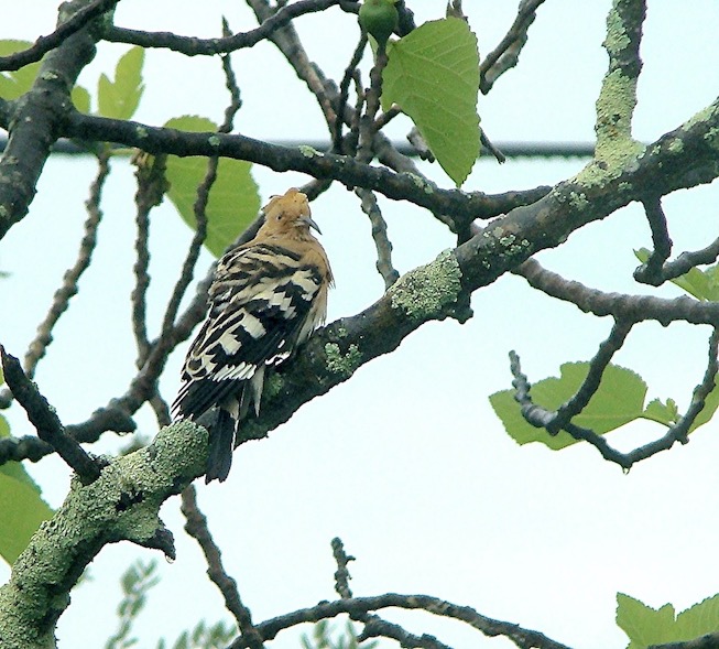 hoopoe